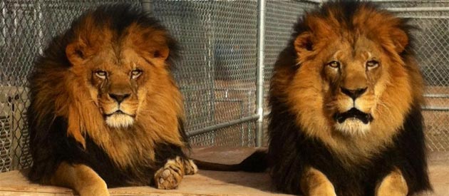 Producing Video at The Lion Habitat Ranch